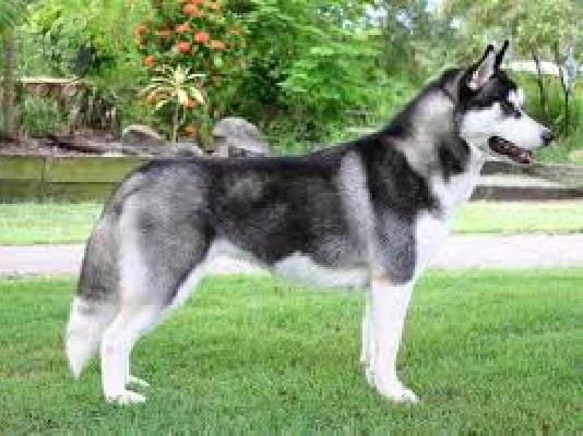 Husky καθαροαιμα κουταβακια 6940048695 αθηνα θεσσαλονικη κρητη...